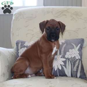 Ford, Boxer Puppy